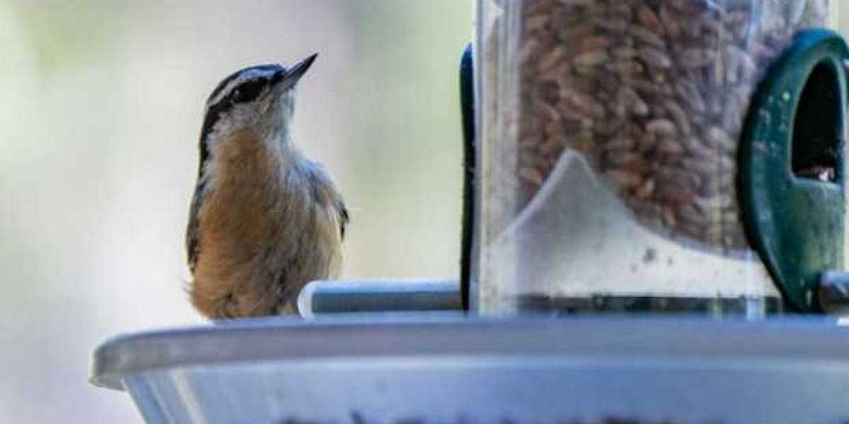 Why Safflower Seeds Are the Secret to Attracting More Birds to Your Feeder