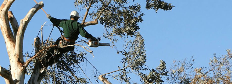 Top Point Tree Cover Image