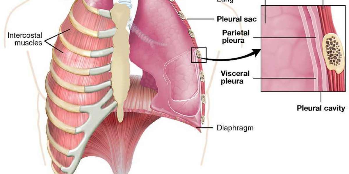 Pleural Diseases Market Overview, Industry Growth Rate, Research Report 2024-2034