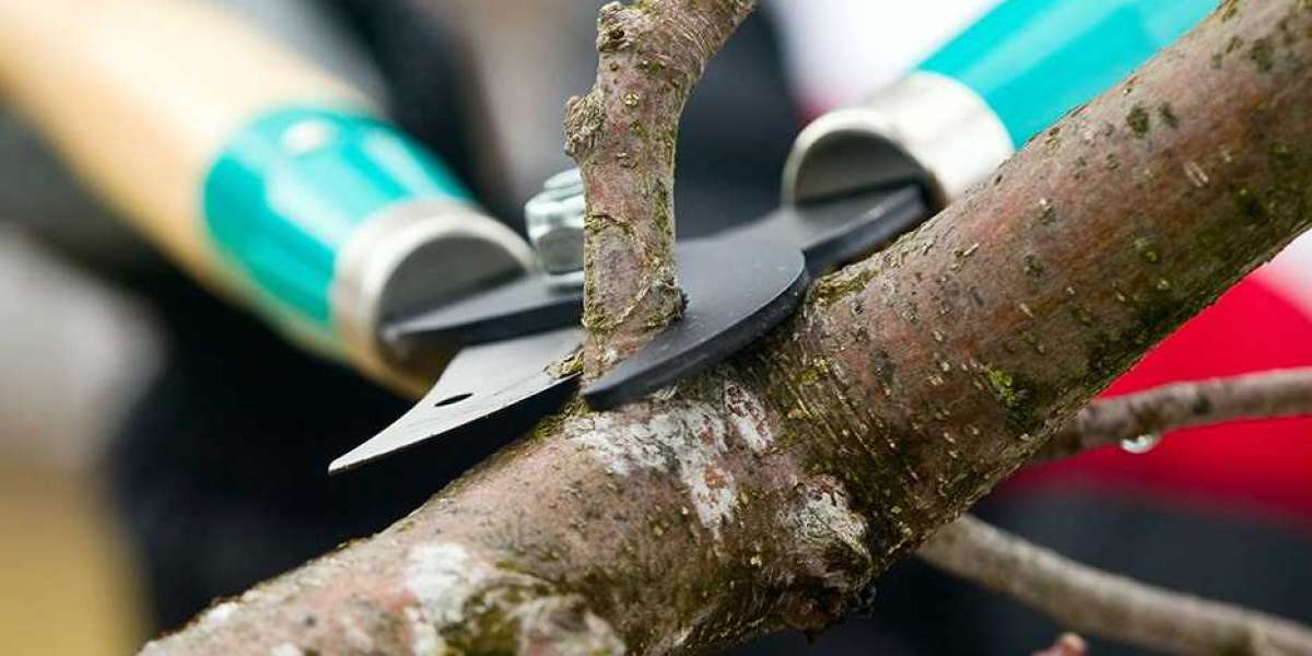 Tree Branch Trimming Services in Philadelphia: Essential for Tree Health and Safety