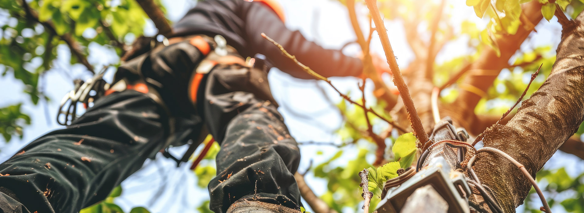 Best Tree Surgery Canterbury - Lynsted Landscapes