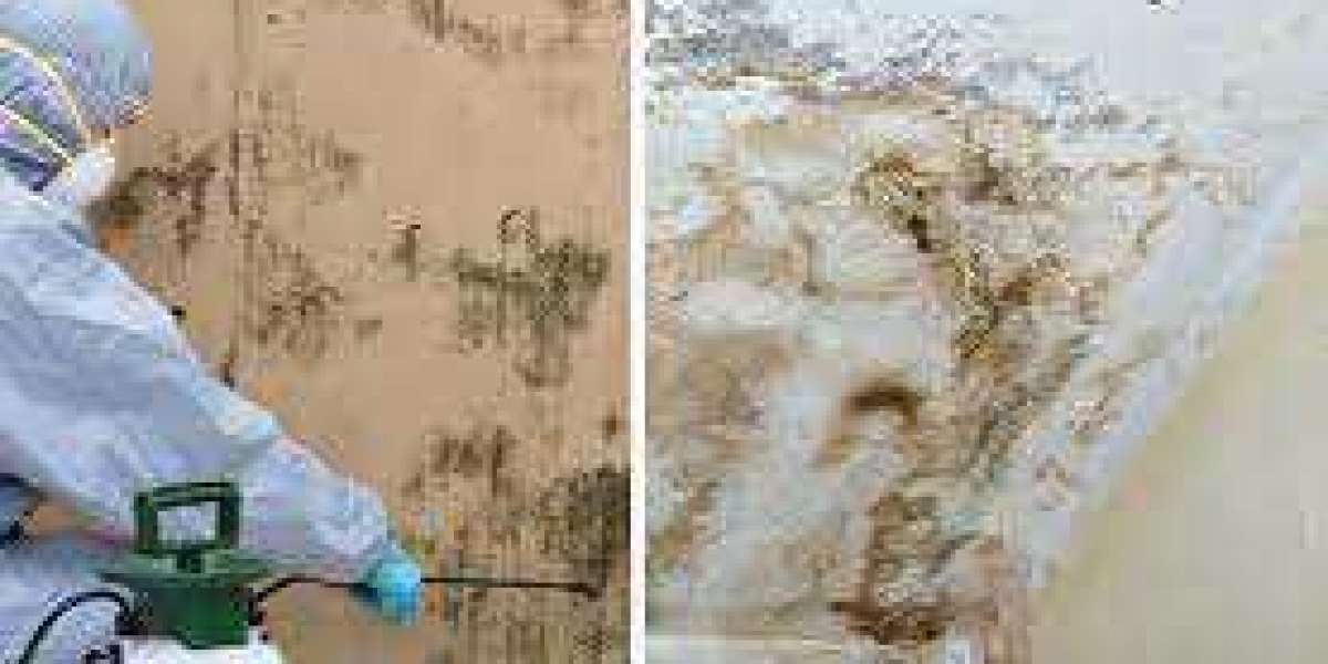 Mold Remediation Protecting Health and Home Value