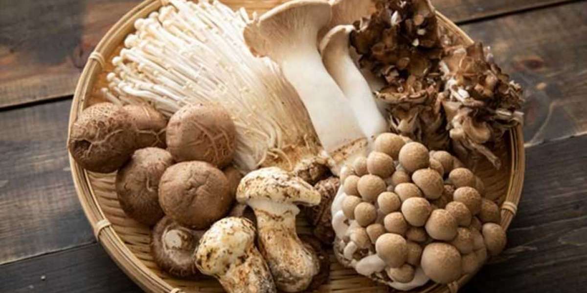 Mushroom Market Industry Demand Boosted by Innovations in Cultivation Techniques