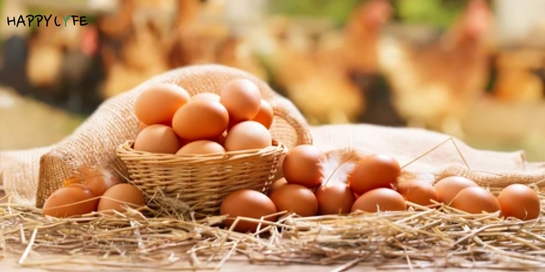 Free Range Eggs: What Makes Them Free Range? - guest-post.org