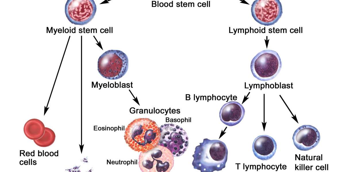 Plasmacytoma Market Overview, Industry Growth Rate, Research Report 2024-2034