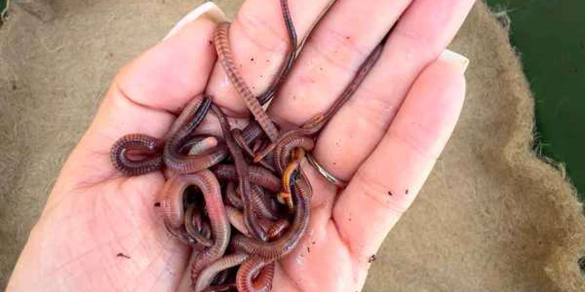 Why You Should Buy Live Worms and Night Crawlers for Sale for Your Garden and Fishing Needs