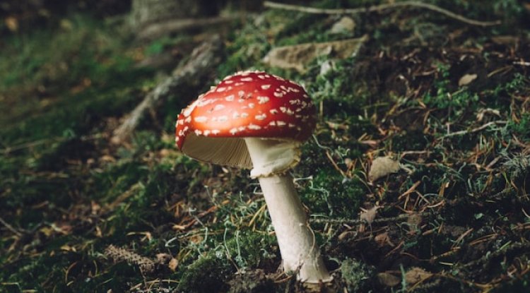 Mushroom Types and Benefits: A Complete Guide to Nature’s Superfood - Charlotte Times 46