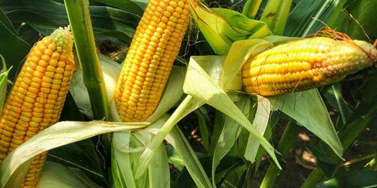 Global GMO Crops and Seeds Market: Key Players and Innovations