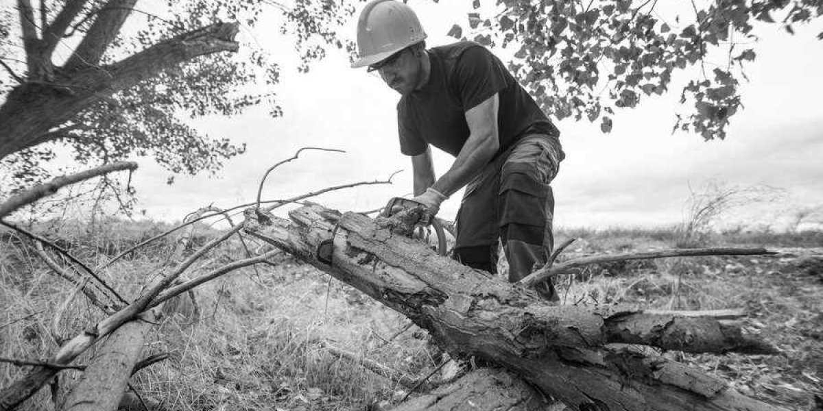 Enhancing Tree Health and Safety: Professional Tree Care Services in Darwin