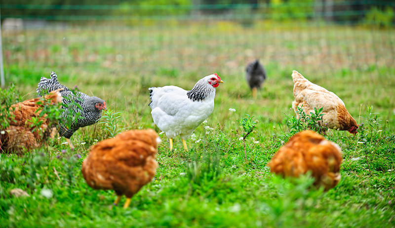 Sourcing Pasture Raised Chicken in Houston: Best Options! - Tumblrblog