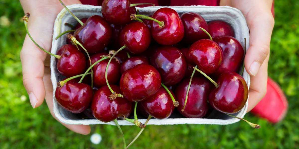 Fresh Cherries Market Trends, Key Players, Scope & Forecast 2025-2033