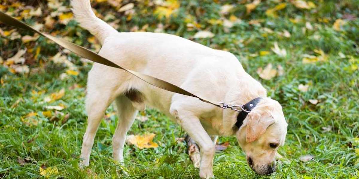 The Most Common Dog Disease You Should Know