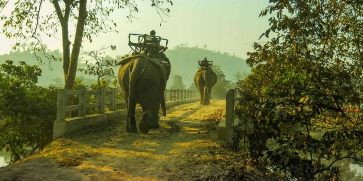 Safari Time! Jim Corbett Booking Guide for Nature Lovers