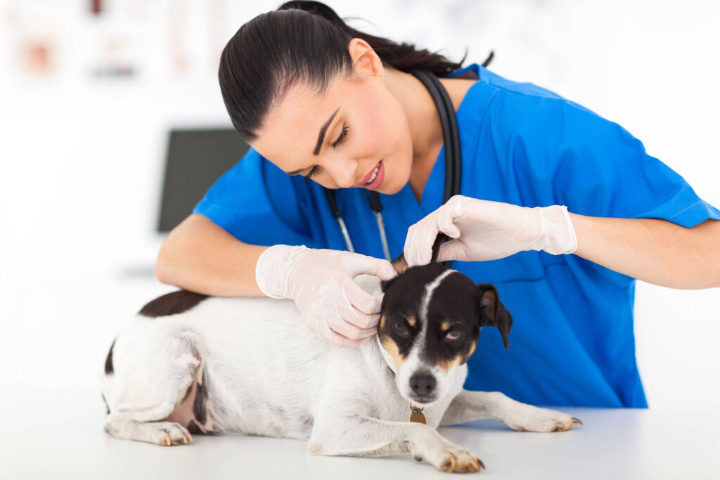 Global Veterinary Biologics Market Set for Significant Growth, Projected to Reach USD 24,224.3 Million by 2034 – FMIBlog