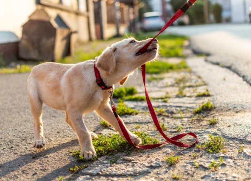 Basic Puppy Training Tips: Essential Guide for a Well-Behaved Pup | Vipon