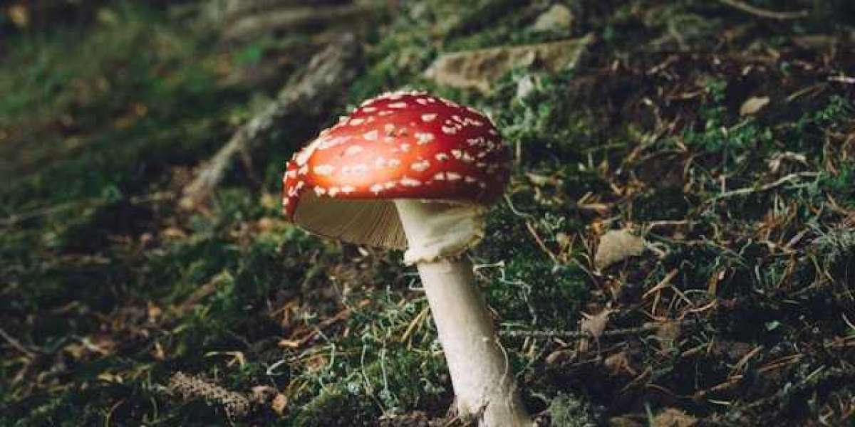 Mushrooms: Nature's Superfood for a Better You