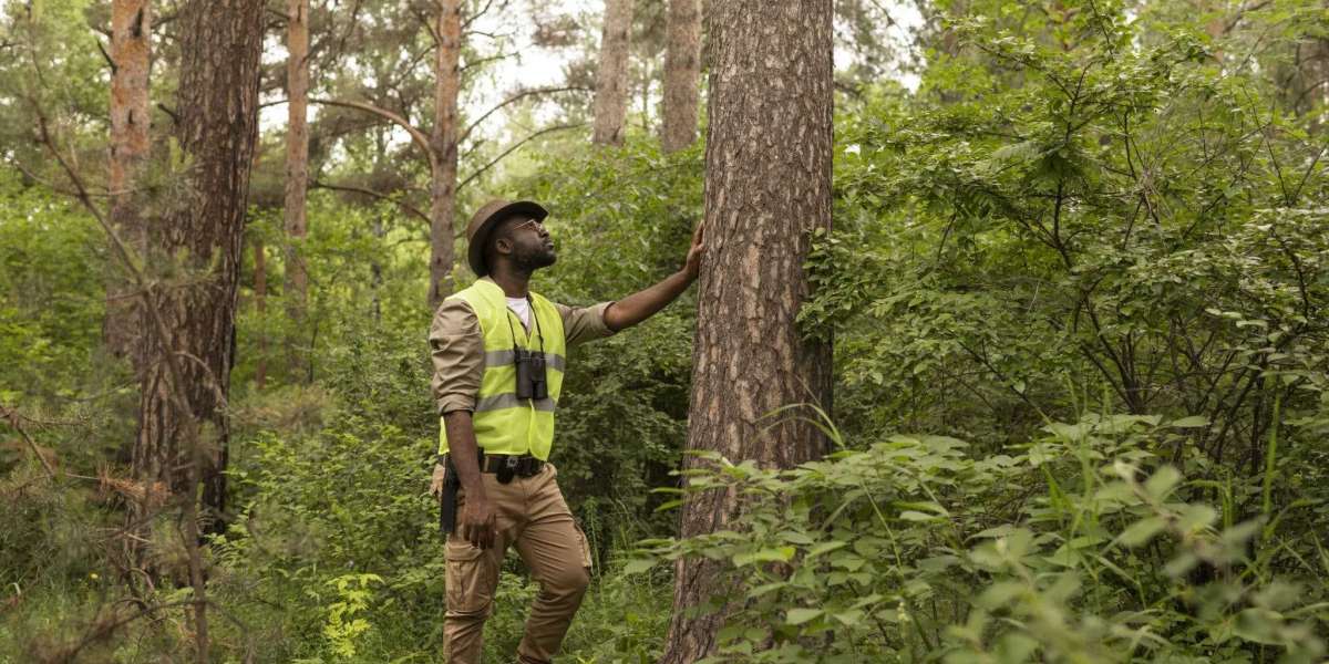 Save Big with Affordable Tree Care Solutions Near You