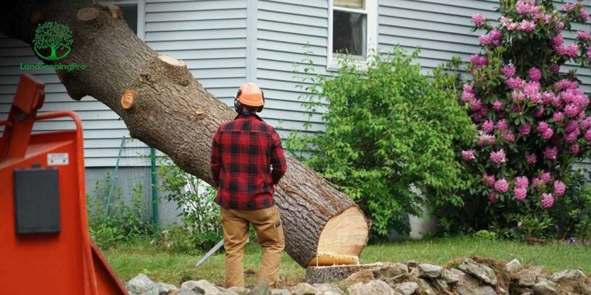 Reliable Tree Removal Services in New Haven Today