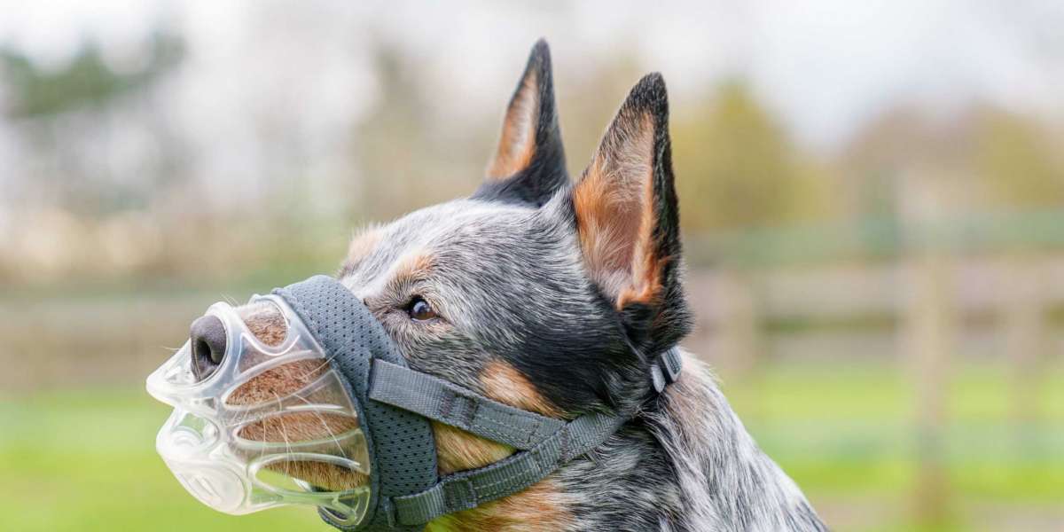 Basket Muzzle: A Safe and Humane Choice for Your Dog