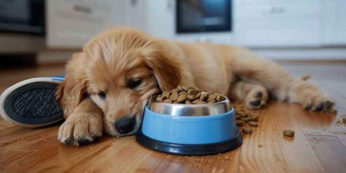 High-Protein Dog Treats: Why They Matter for Your Dog’s Health