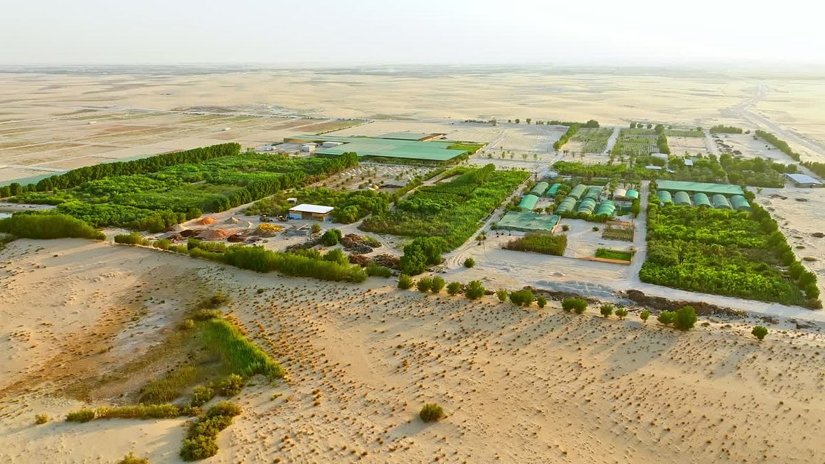 How a Nursery Landscape Company in Saudi Arabia Is Shaping Sustainable Gardens | by Green Wavs | May, 2025 | Medium