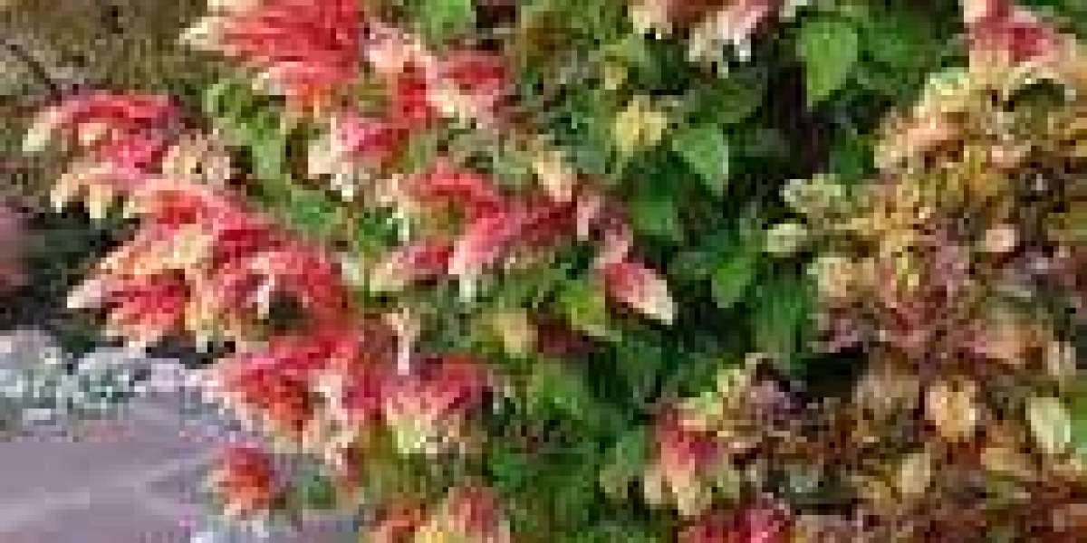 Shrimp Plant: A Tropical Treasure for Your Garden