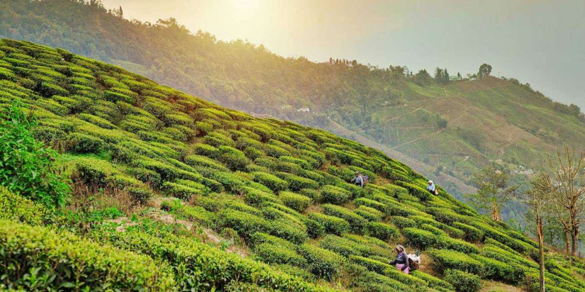 Step Back in Time: Explore Colonial Darjeeling with a Tour Package from Delhi