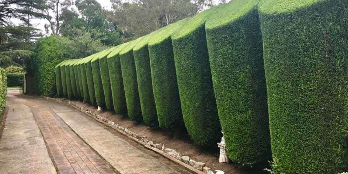 Why is Tree Pruning Essential for Its Health?