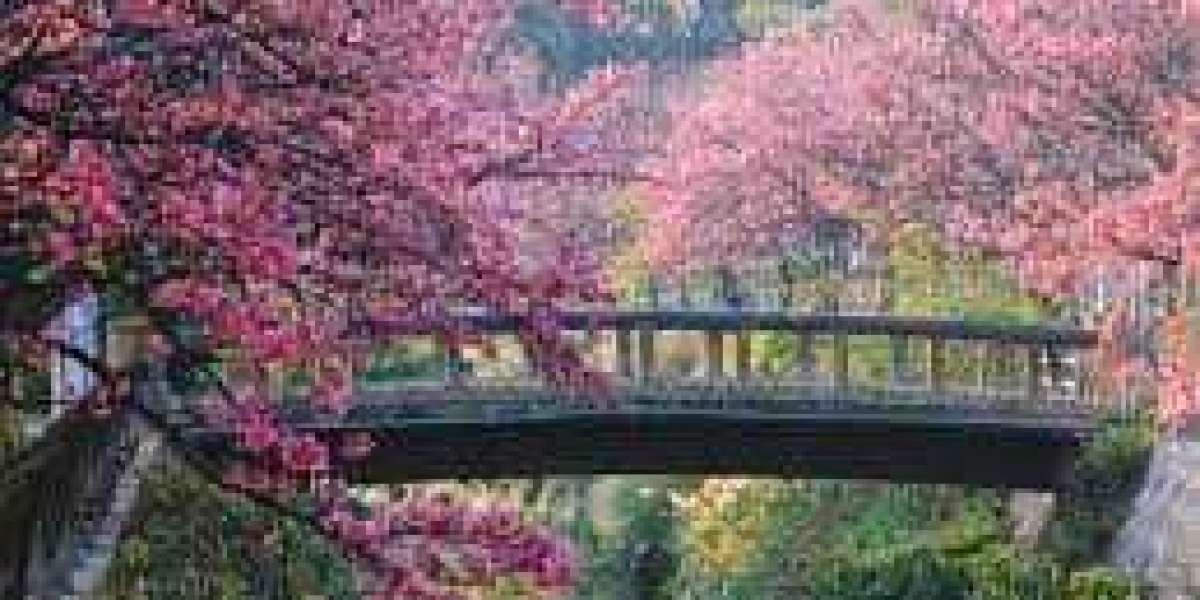 Best Time to Visit Japan for Cherry Blossoms in 2025