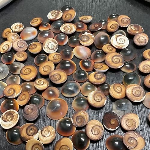 What to Keep Inside Your Seashell Keepsake Box - Bioneers Live