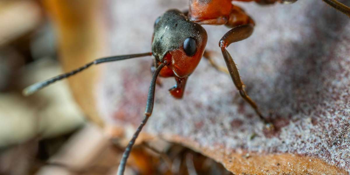 Professional Ant Removal Solutions for Melbourne Homes and Businesses