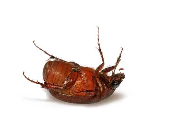 The Importance of Regular Home Inspections for Pest Control in California