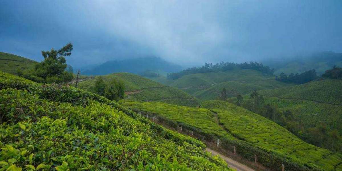 Munnar Tour Package from Bangalore – A Refreshing Break from the City Rush