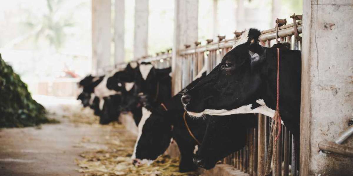 How Dairy Technology Is Changing the Future of Milk Production