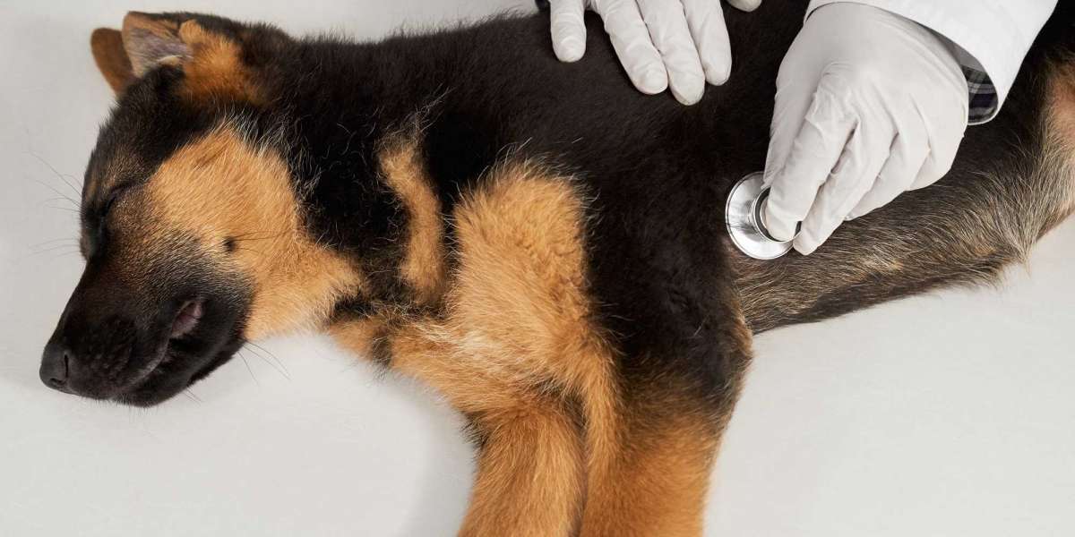 Dog Umbilical Hernia Surgery Recovery