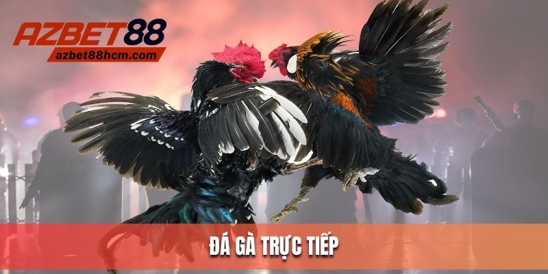 Đá Gà Trực Tiếp Azbet88 - Sân Đấu Hấp Dẫn, Chất Lượng 2025 - azbet88hcm.com