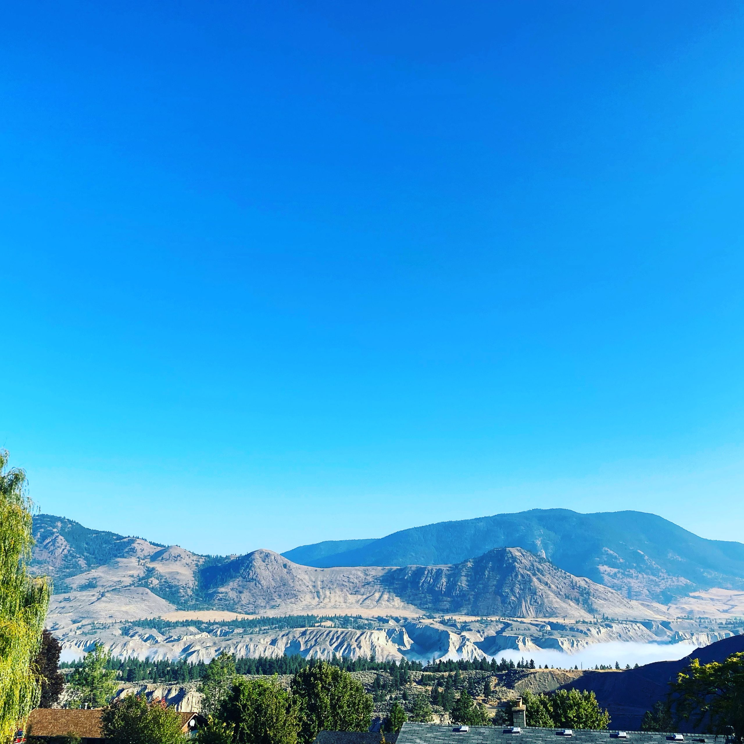 About Us - Branches Counselling and Consulting Group