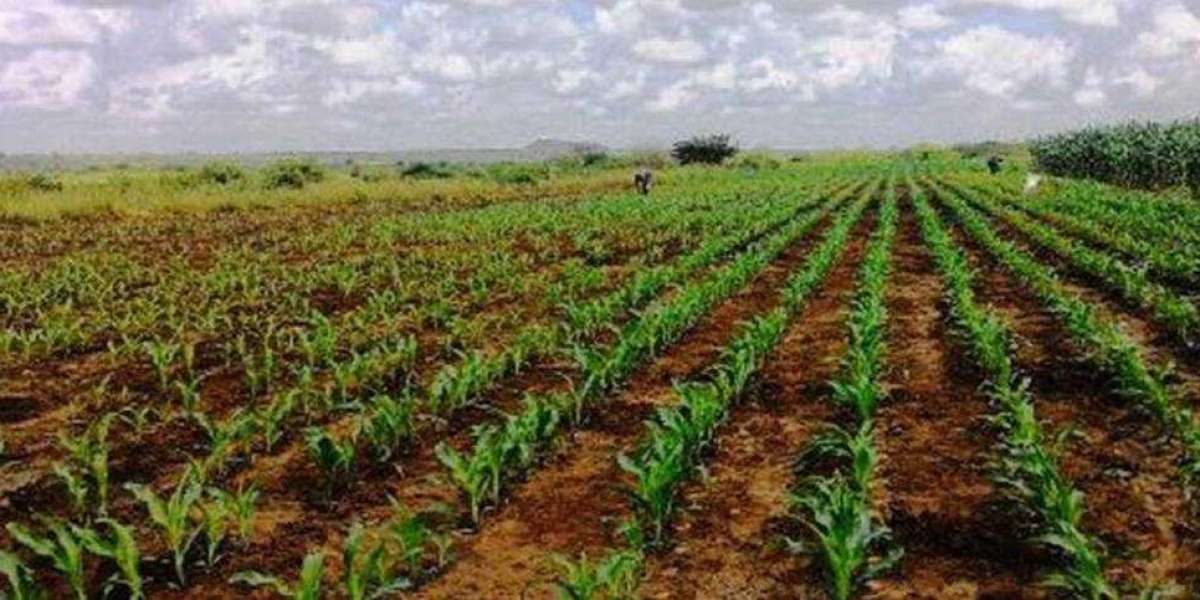 Complete Guide to Buying Agricultural Land in Faisalabad for Farming And Investment